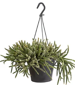 Korallenkaktus - Rhipsalis cassutha, verschiedene Sorten, Ampel