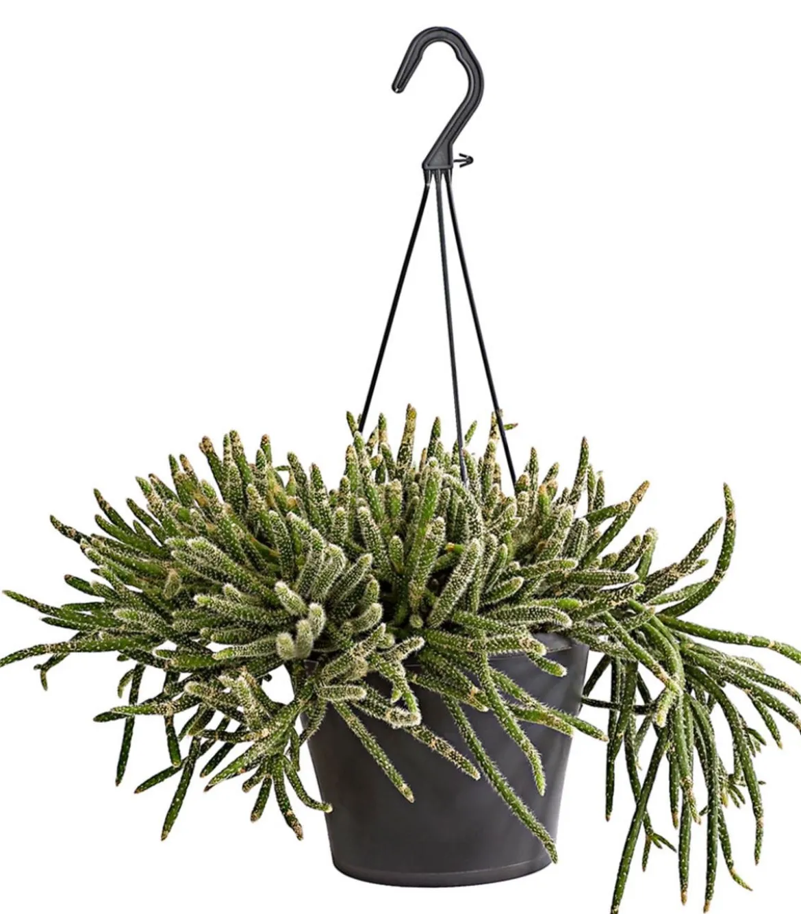 Korallenkaktus - Rhipsalis cassutha, verschiedene Sorten, Ampel