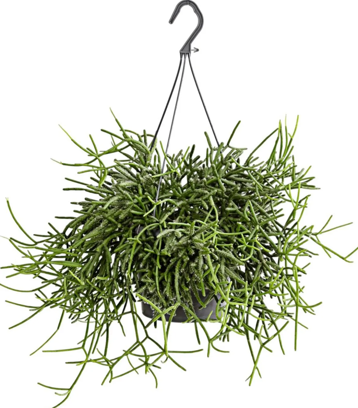 Korallenkaktus - Rhipsalis cassutha, verschiedene Sorten, Ampel