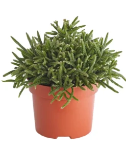 Korallenkaktus - Rhipsalis cassutha, verschiedene Sorten