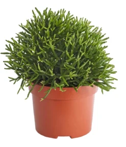 Korallenkaktus - Rhipsalis cassutha, verschiedene Sorten