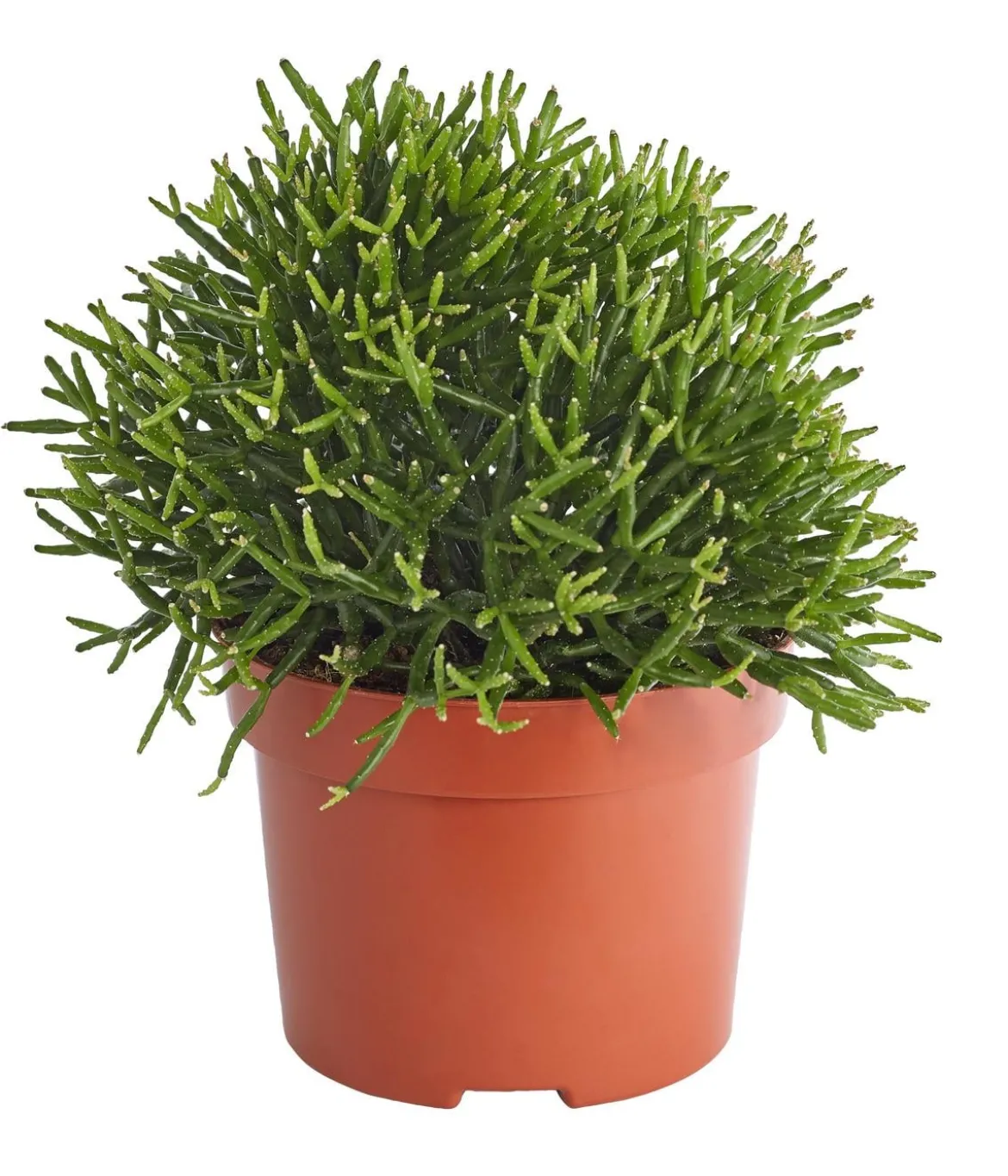 Korallenkaktus - Rhipsalis cassutha, verschiedene Sorten