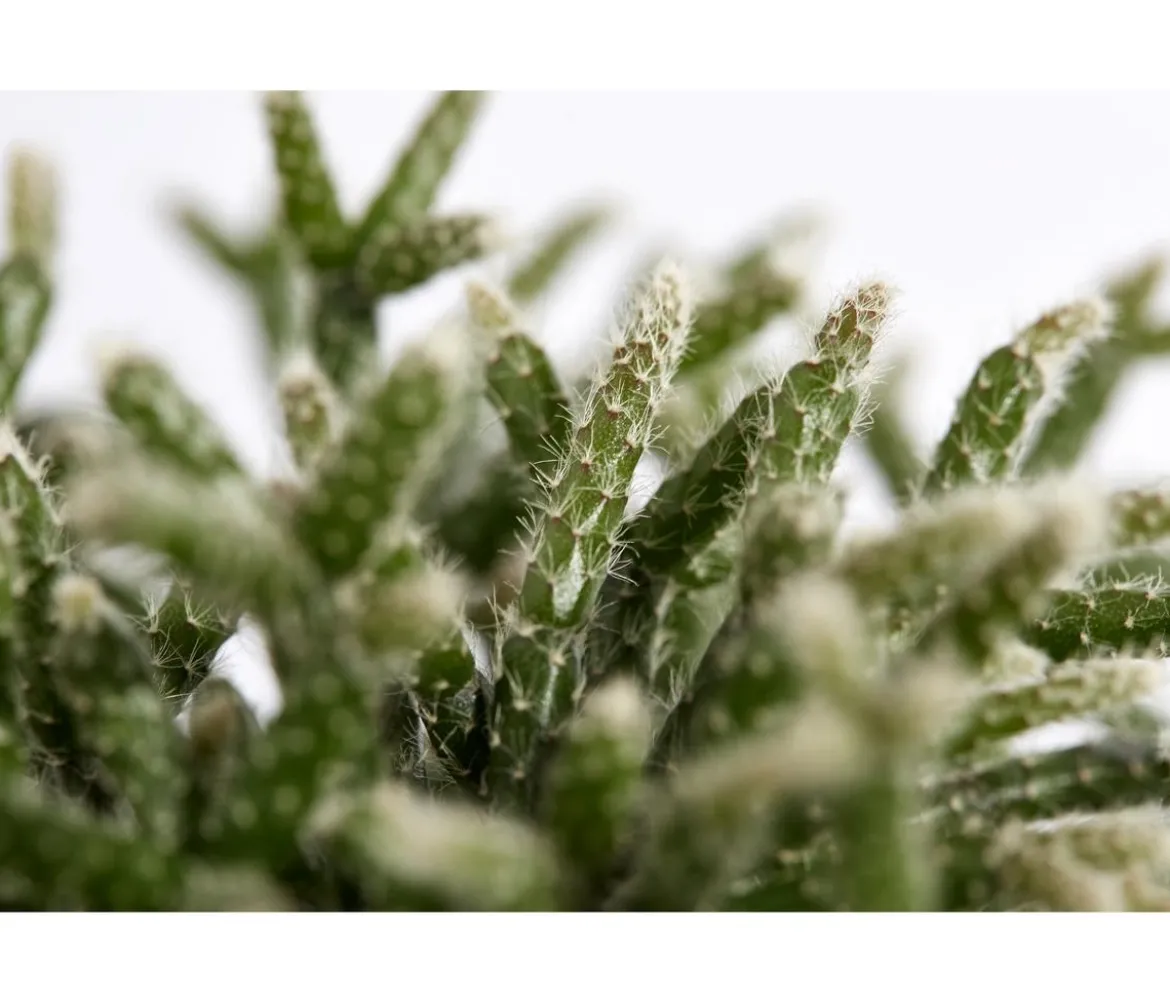 Korallenkaktus - Rhipsalis cassutha, verschiedene Sorten