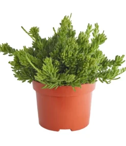 Korallenkaktus - Rhipsalis cassutha, verschiedene Sorten