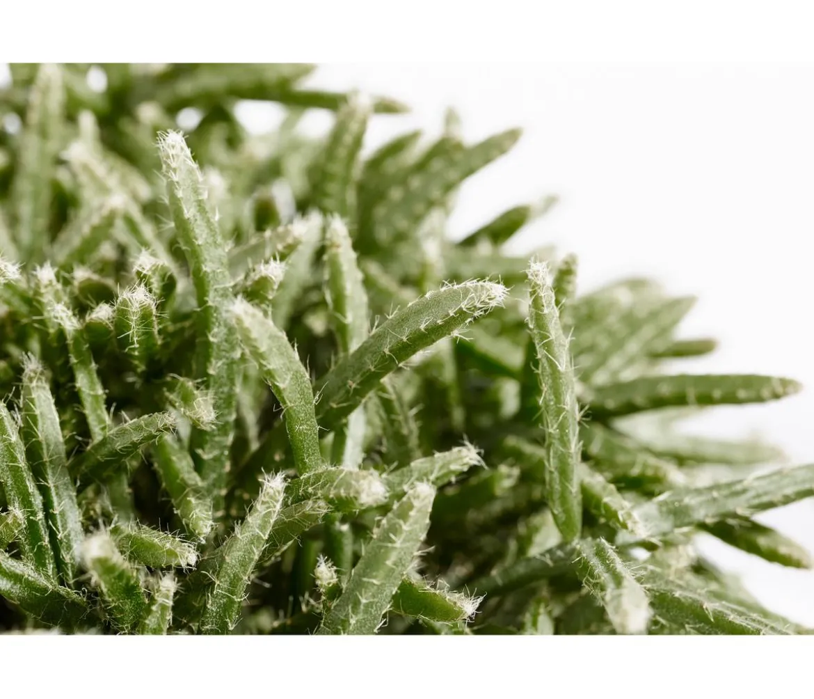 Korallenkaktus - Rhipsalis cassutha, verschiedene Sorten