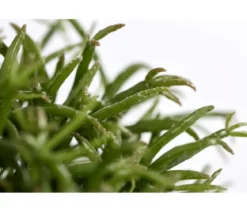 Korallenkaktus - Rhipsalis cassutha, verschiedene Sorten