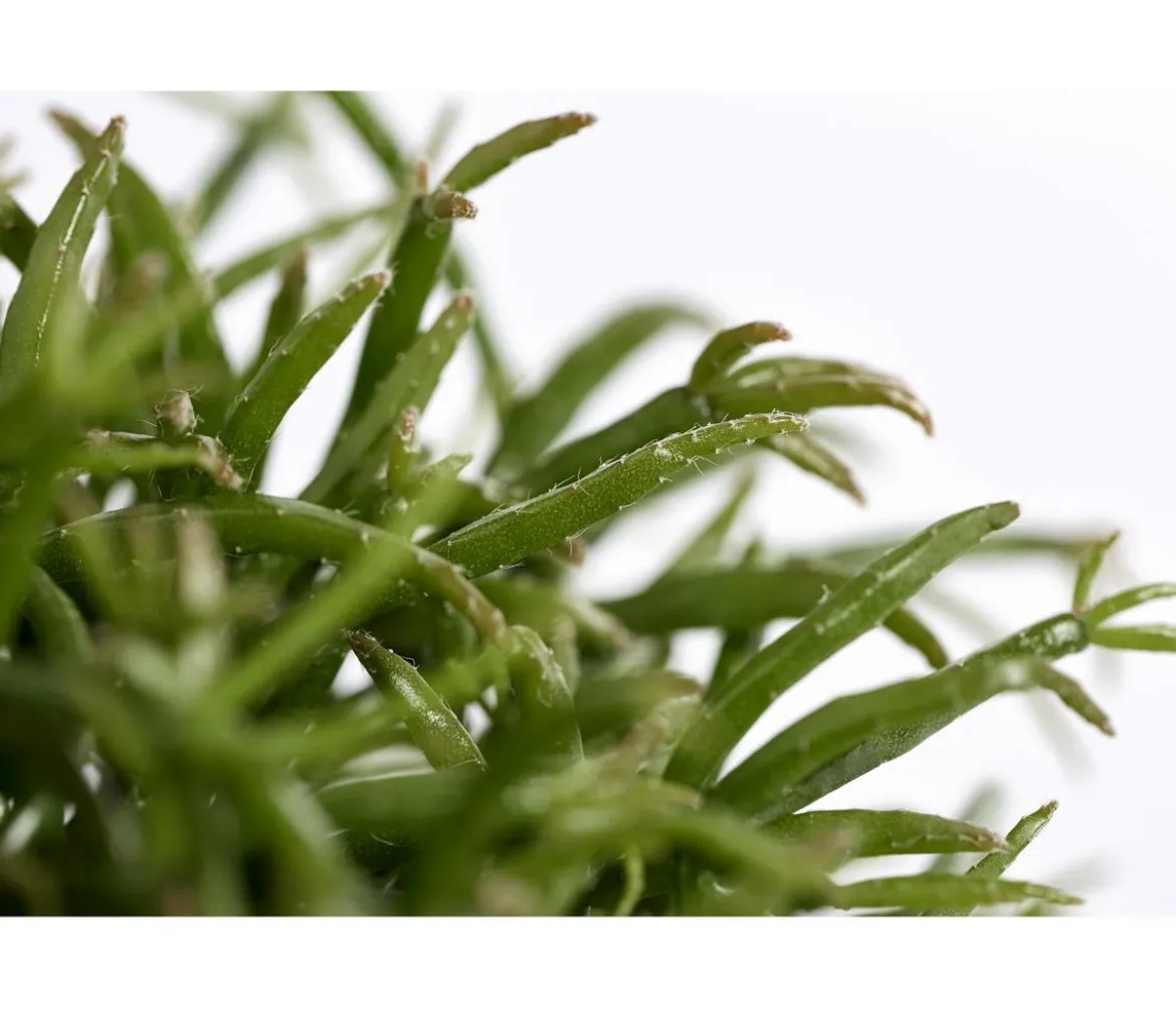 Korallenkaktus - Rhipsalis cassutha, verschiedene Sorten