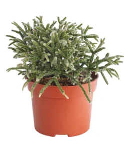 Korallenkaktus - Rhipsalis cassutha, verschiedene Sorten