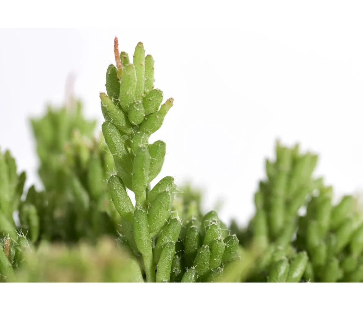 Korallenkaktus - Rhipsalis cassutha, verschiedene Sorten