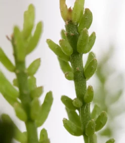Korallenkaktus - Rhipsalis mesembryanthoides