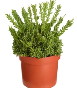 Korallenkaktus - Rhipsalis mesembryanthoides