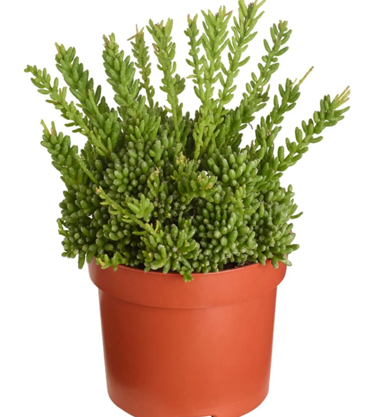 Korallenkaktus - Rhipsalis mesembryanthoides