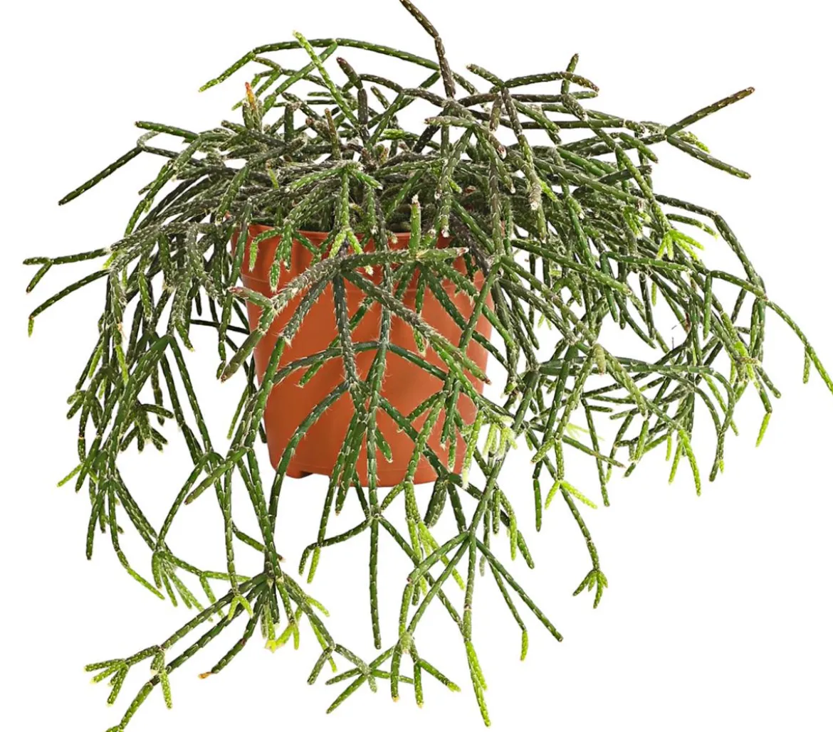 Korallenkaktus - Rhipsalis pilocarpa