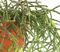 Korallenkaktus - Rhipsalis pilocarpa