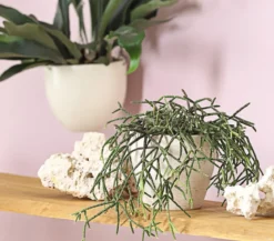 Korallenkaktus - Rhipsalis pilocarpa
