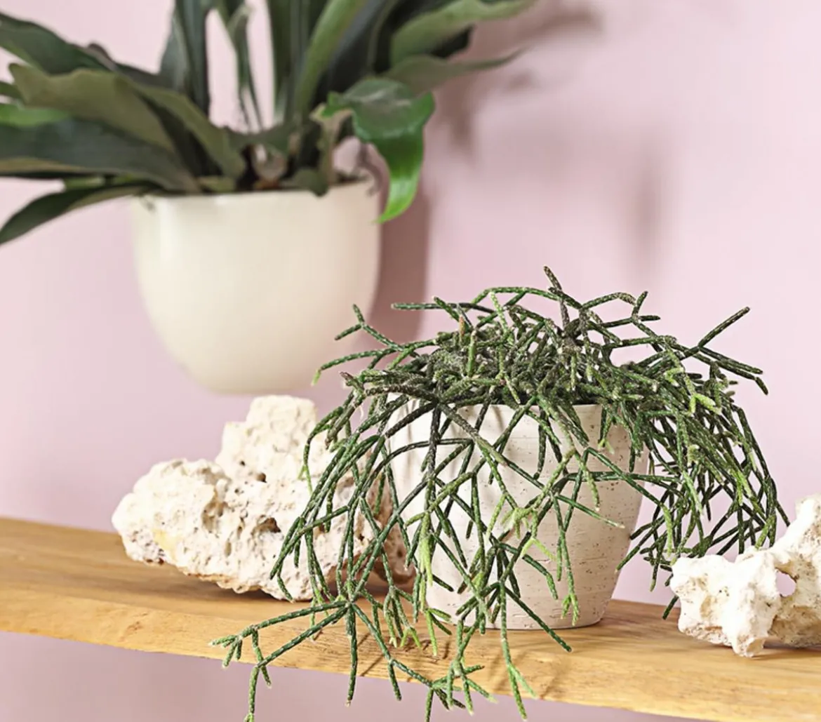 Korallenkaktus - Rhipsalis pilocarpa