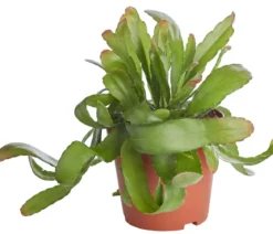 Korallenkaktus - Rhipsalis 'Red Coral'