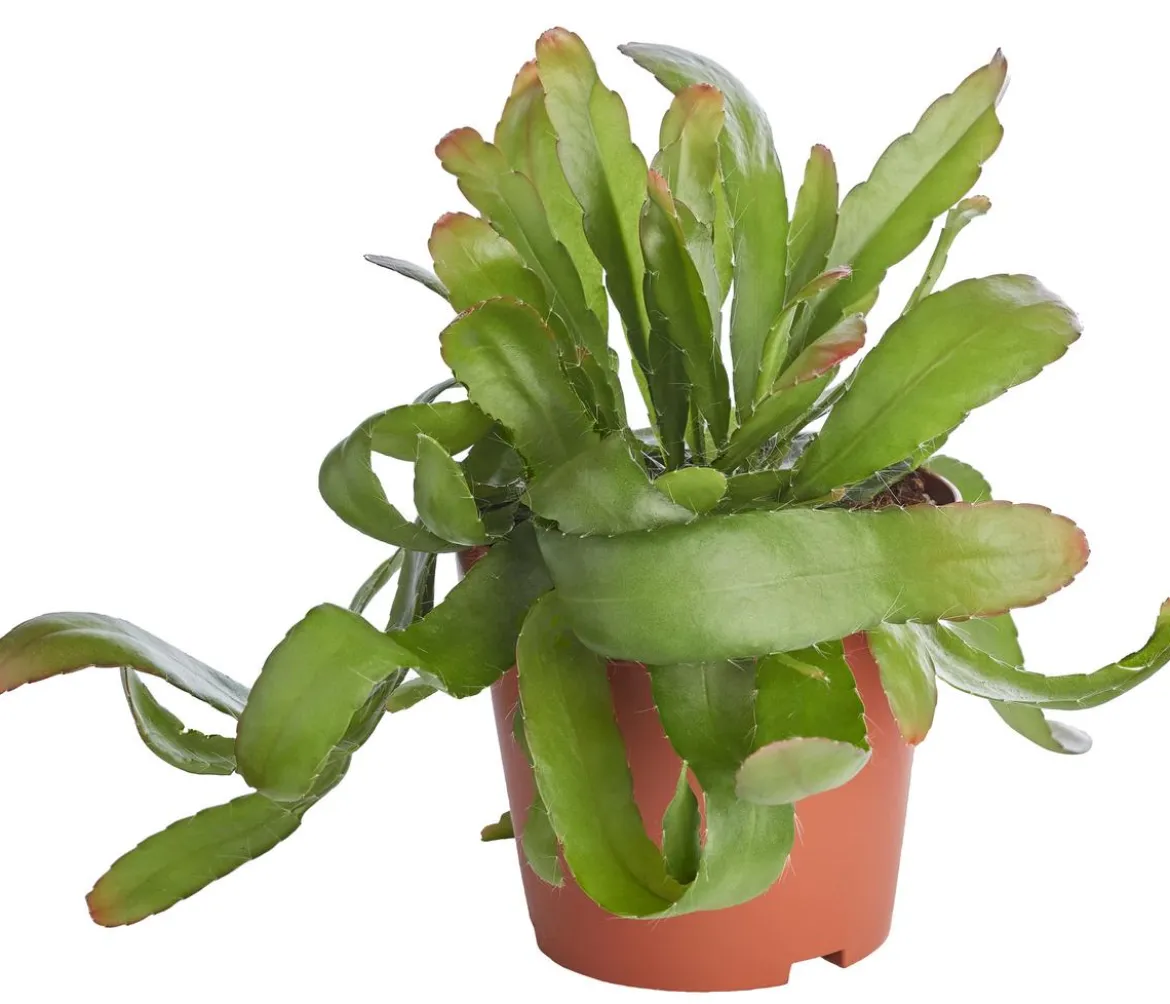 Korallenkaktus - Rhipsalis 'Red Coral'