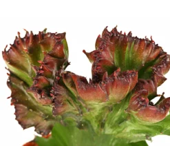 Korallen-Wolfsmilch - Euphorbia lactea, verschiedene Sorten