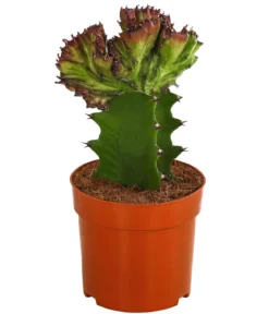 Korallen-Wolfsmilch - Euphorbia lactea, verschiedene Sorten
