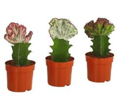 Korallen-Wolfsmilch - Euphorbia lactea, verschiedene Sorten
