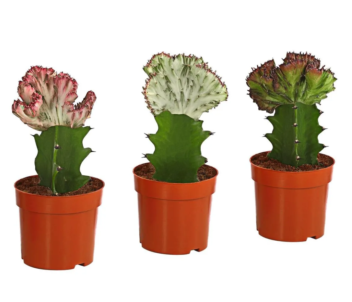 Korallen-Wolfsmilch - Euphorbia lactea, verschiedene Sorten