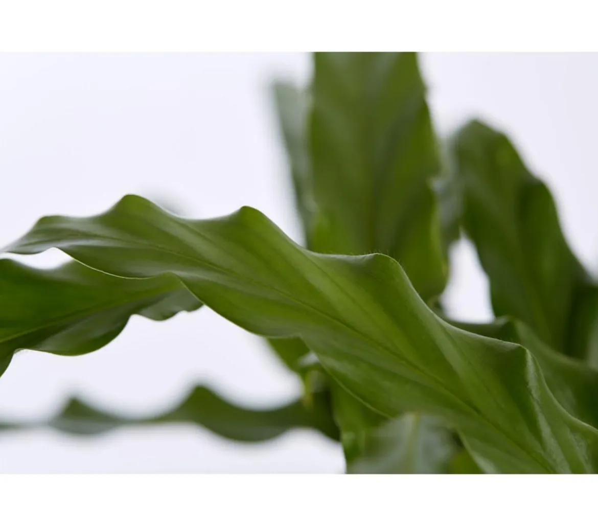 Korbmarante - Calathea 'Bluegrass'