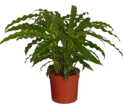 Korbmarante - Calathea 'Bluegrass'