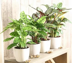 Korbmarante - Calathea 'Compactstar'