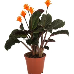 Korbmarante - Calathea crocata