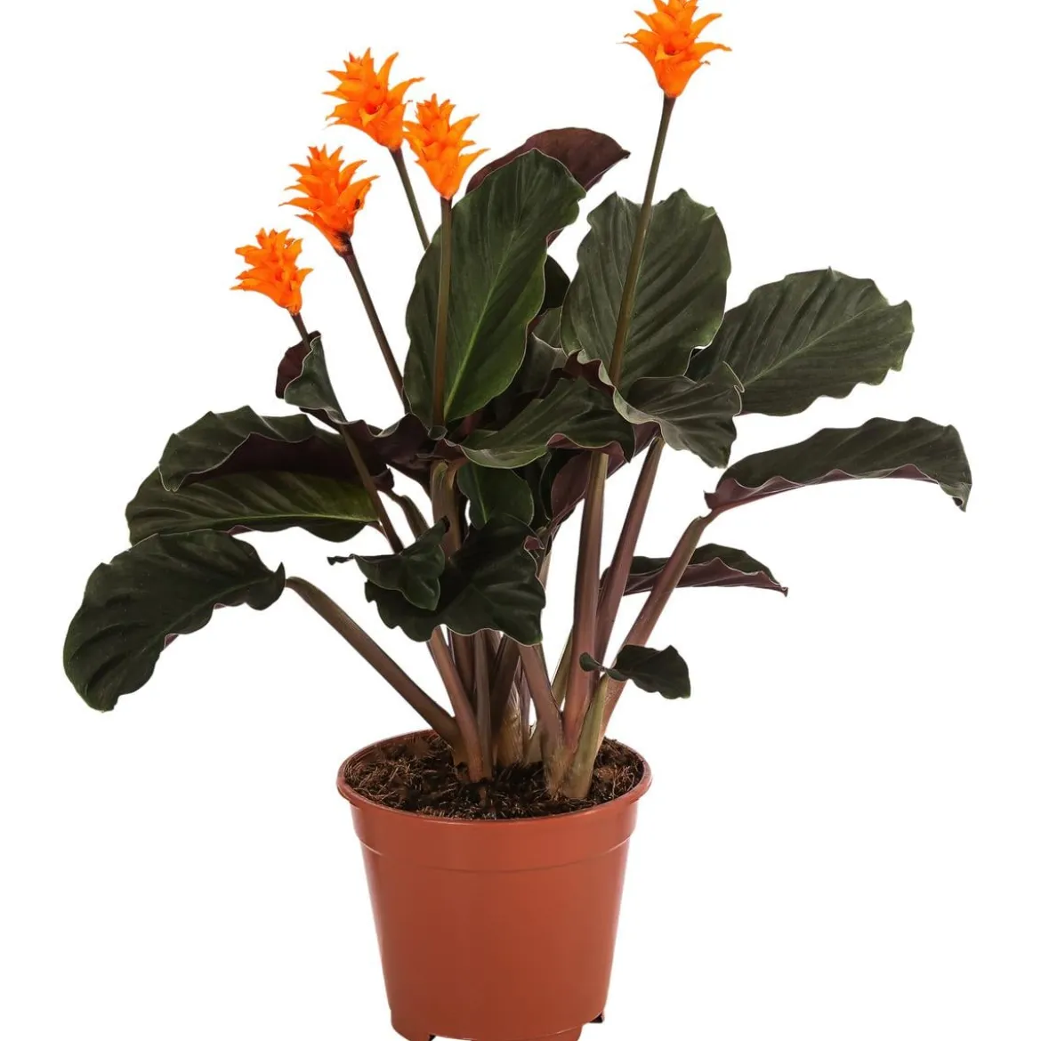 Korbmarante - Calathea crocata