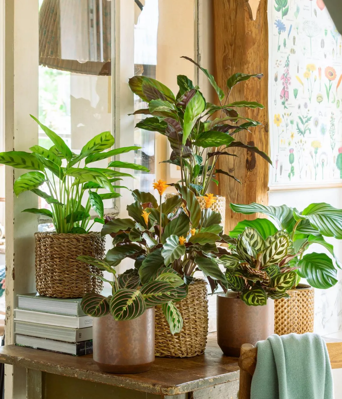 Korbmarante - Calathea crocata