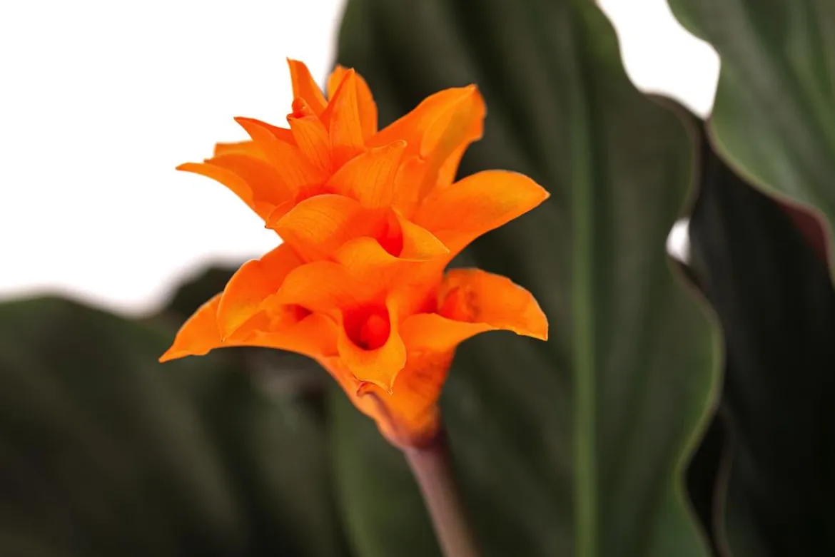 Korbmarante - Calathea crocata