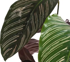 Korbmarante - Calathea cultivars, verschiedene Sorten