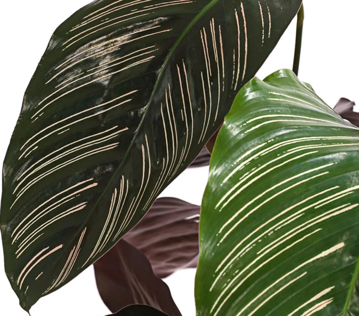 Korbmarante - Calathea cultivars, verschiedene Sorten