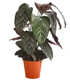Korbmarante - Calathea cultivars, verschiedene Sorten