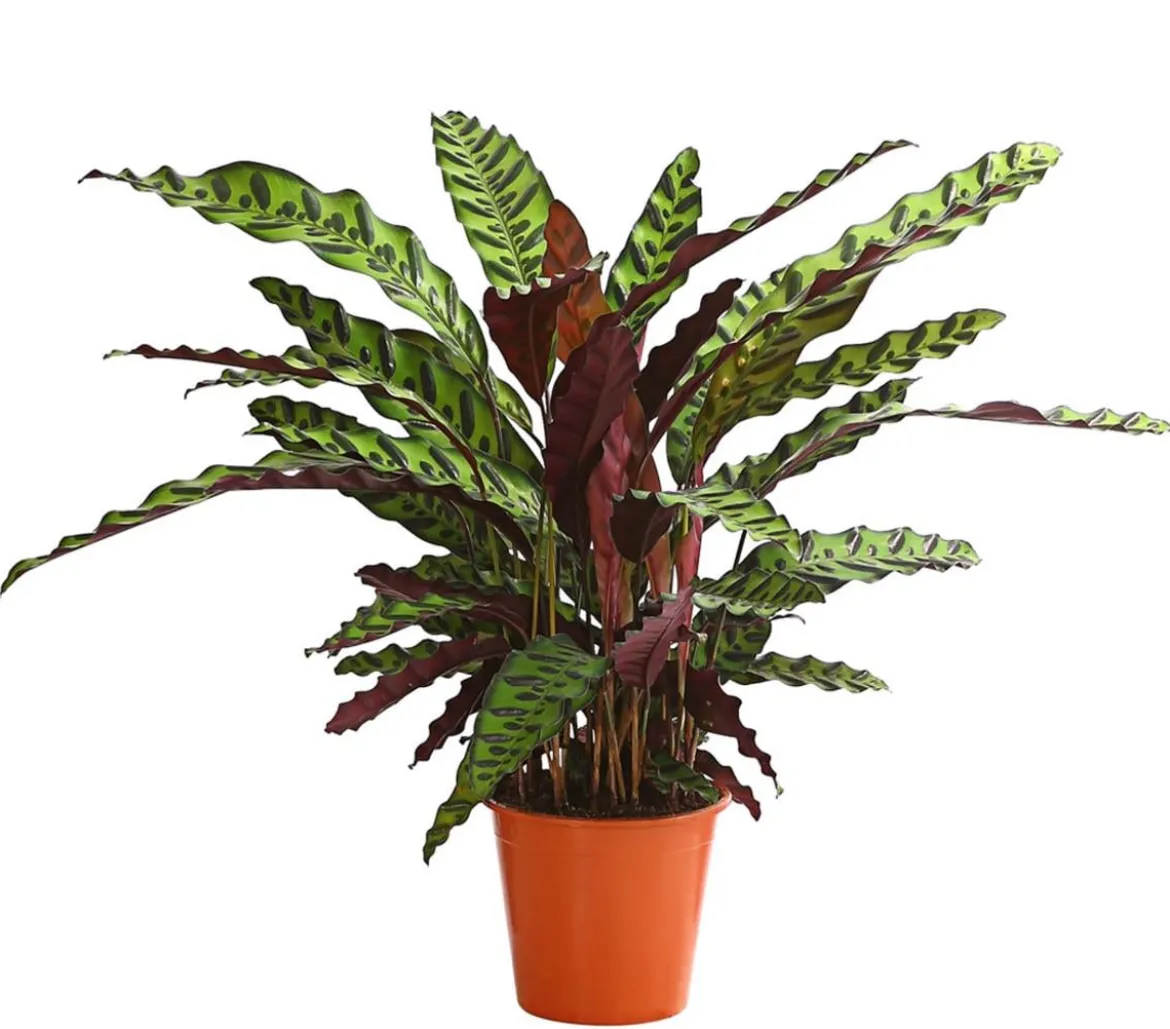 Korbmarante - Calathea cultivars, verschiedene Sorten