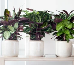 Korbmarante - Calathea cultivars, verschiedene Sorten