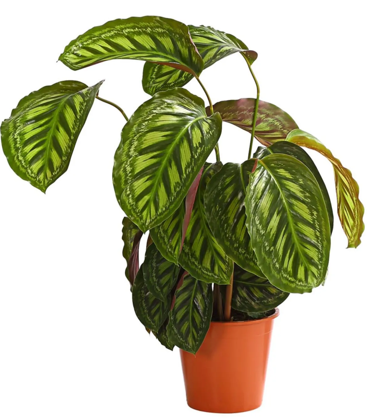 Korbmarante - Calathea cultivars, verschiedene Sorten