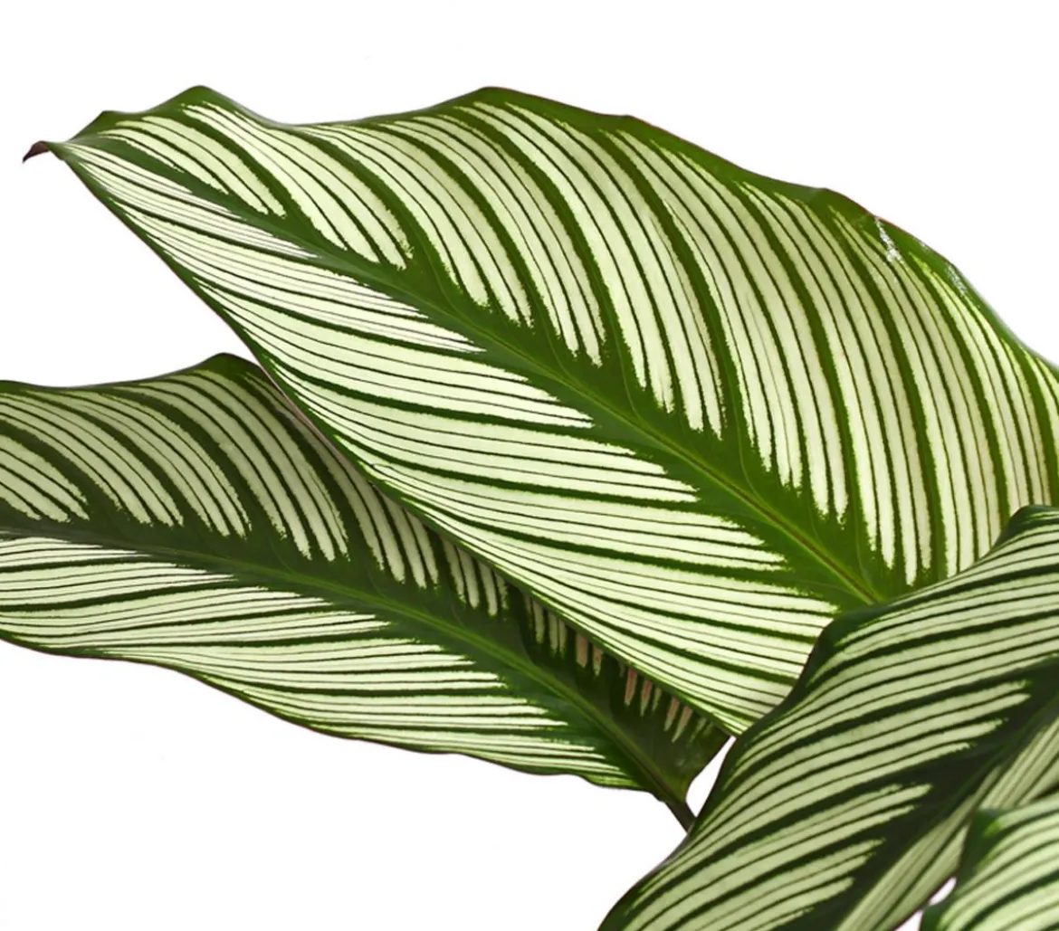 Korbmarante - Calathea cultivars, verschiedene Sorten