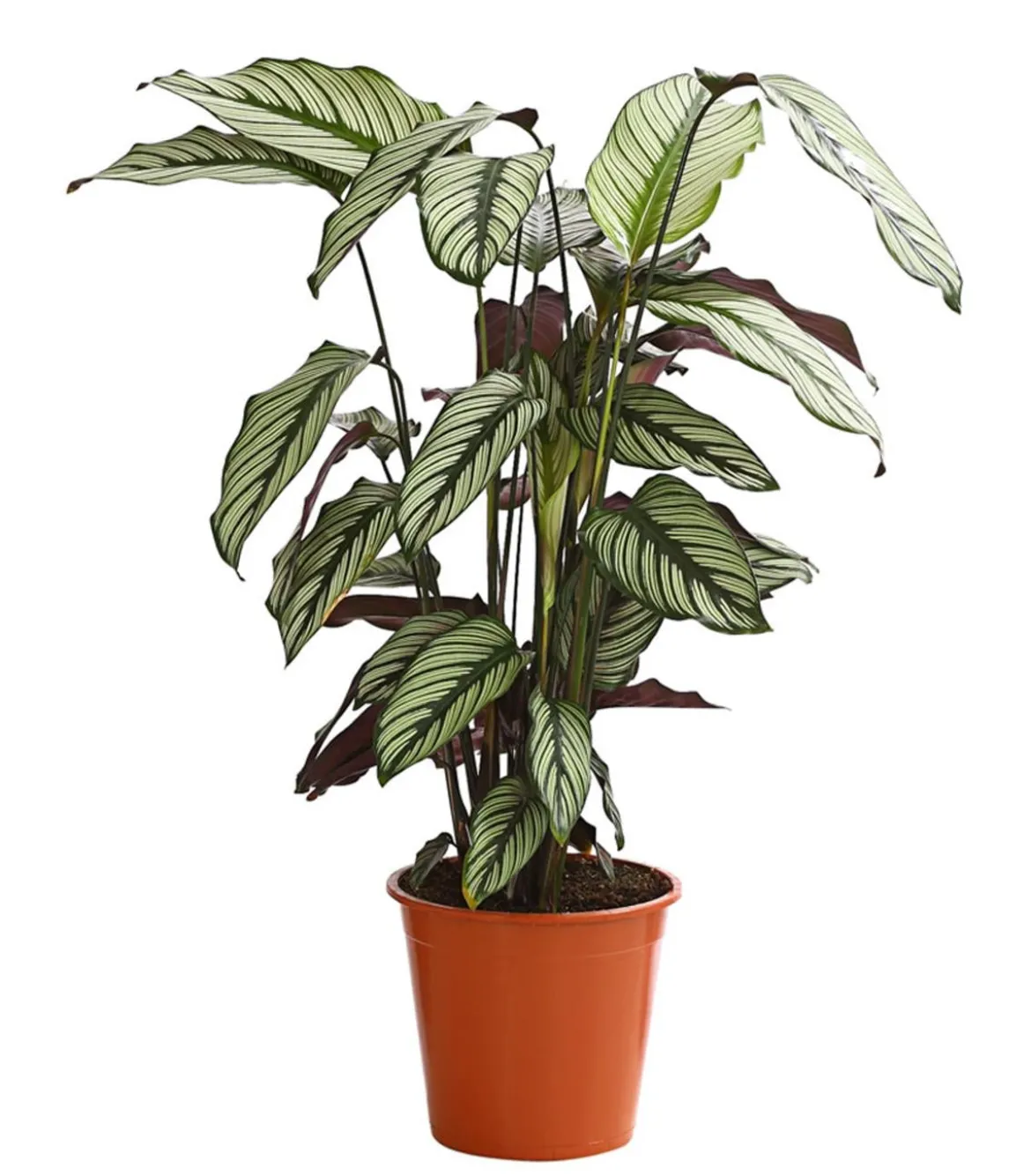 Korbmarante - Calathea cultivars, verschiedene Sorten