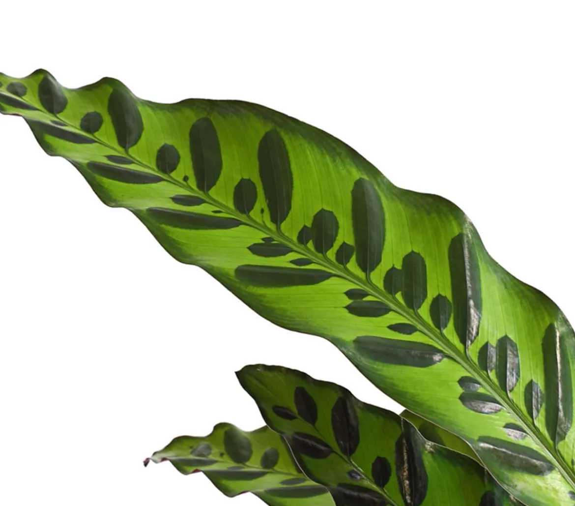 Korbmarante - Calathea cultivars, verschiedene Sorten