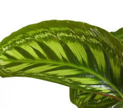Korbmarante - Calathea cultivars, verschiedene Sorten