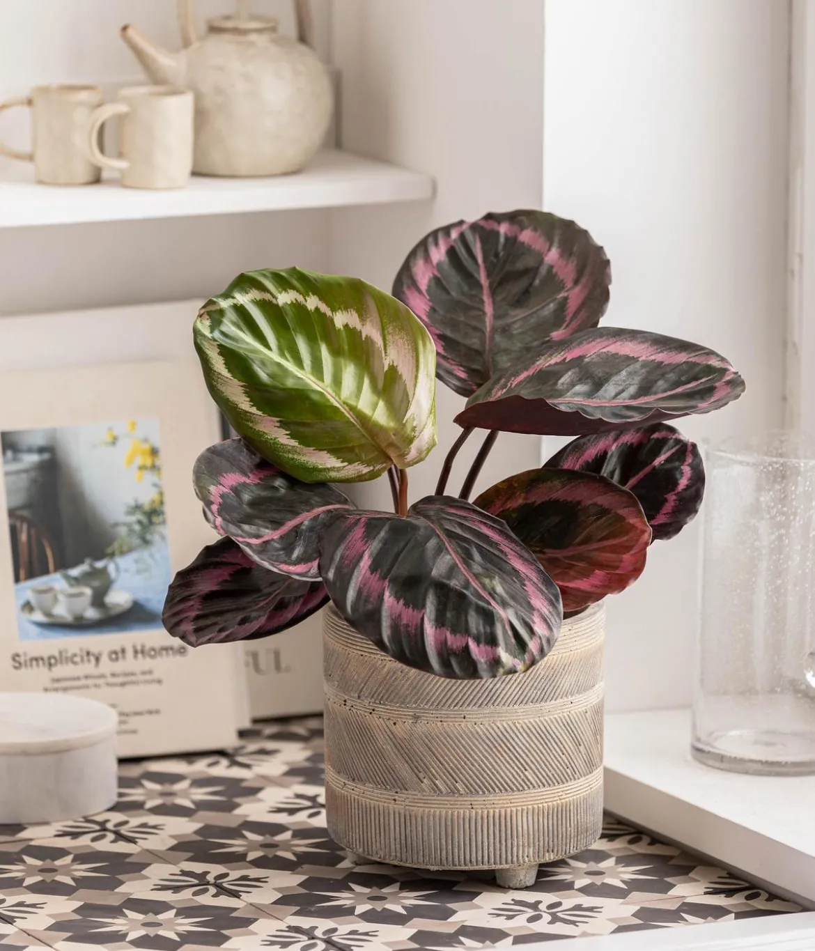 Korbmarante - Calathea 'Dottie'