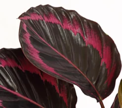 Korbmarante - Calathea 'Dottie'