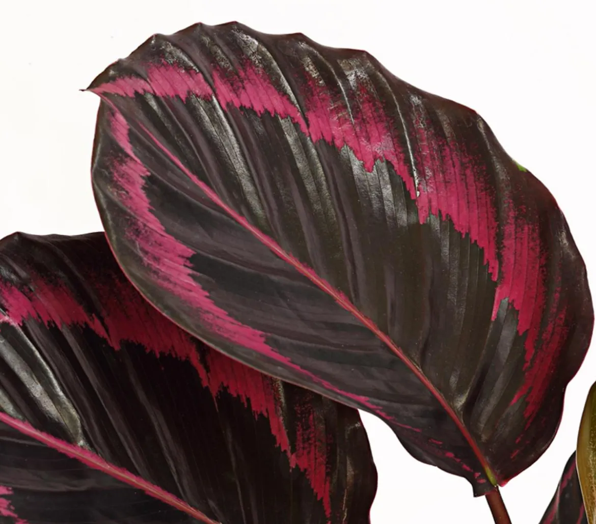 Korbmarante - Calathea 'Dottie'