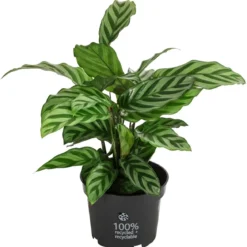 Korbmarante - Calathea 'Freddy'