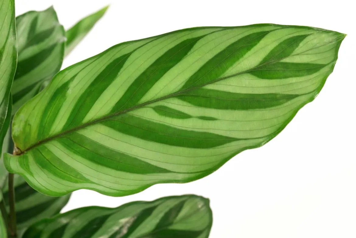 Korbmarante - Calathea 'Freddy'