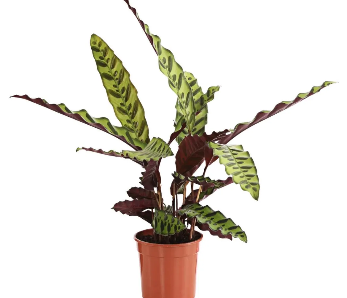 Korbmarante - Calathea lancifolia