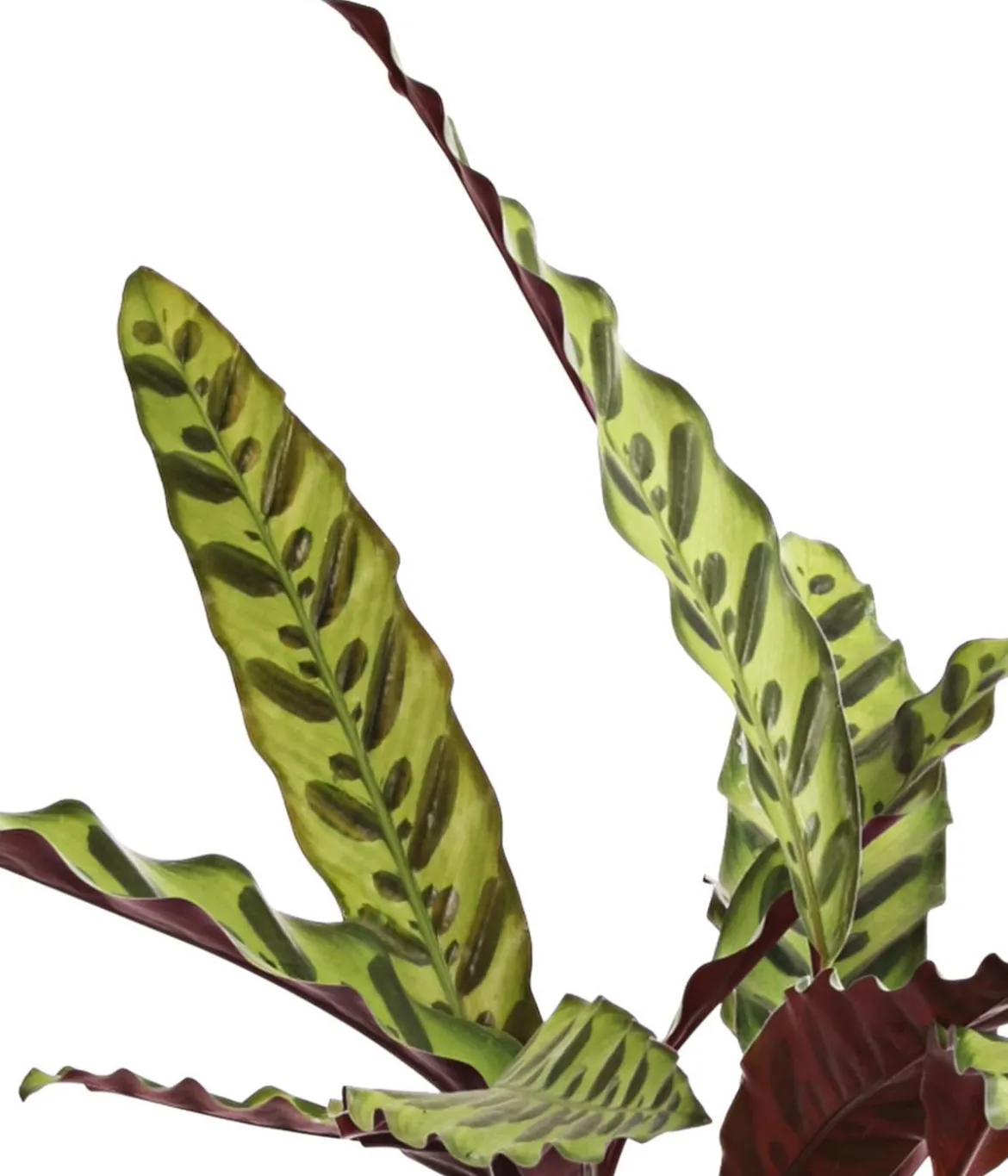 Korbmarante - Calathea lancifolia